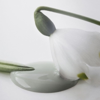 Kalkmaling Dusty Green grøn 100ml